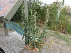 Oenothera longissima