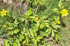 Ranunculus hispidus caricetorum