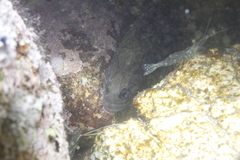 Acanthoclinus fuscus