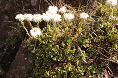 Helichrysum marginatum