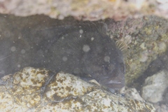 Acanthoclinus fuscus