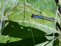 Enallagma recurvatum