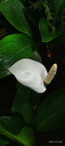 Spathiphyllum image