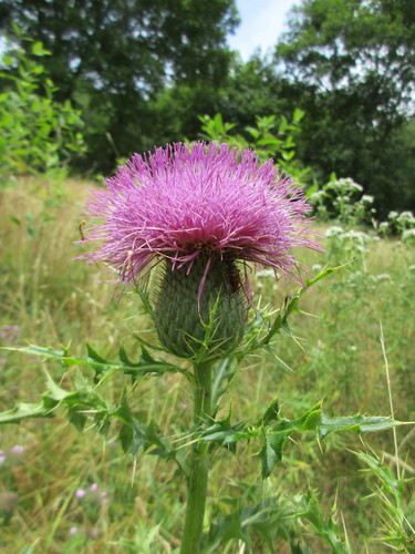 Cirsium pumilum var. pumilum