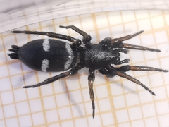 Aphantaulax trifasciata