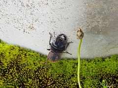 Geodorcus auriculatus