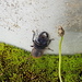 Te Aroha Stag Beetle - Photo (c) elisabetho, some rights reserved (CC BY-NC)