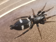 Aphantaulax trifasciata