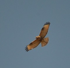 Buteo japonicus