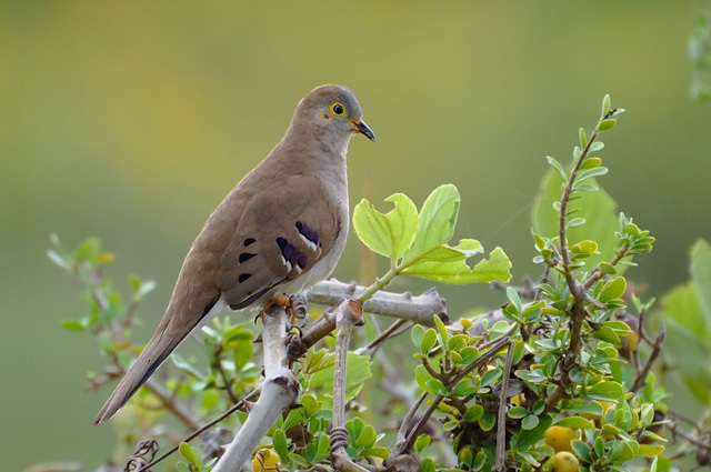Long-tailed Ground Dove photo