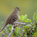 Long-tailed Ground-Dove - Photo (c) Cláudio Dias Timm, some rights reserved (CC BY-NC-SA)