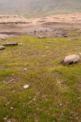 Isoetes transvaalensis