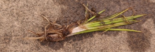 Transvaal Quillwort (Isoetes transvaalensis)