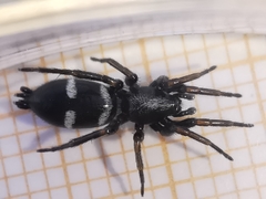 Aphantaulax trifasciata