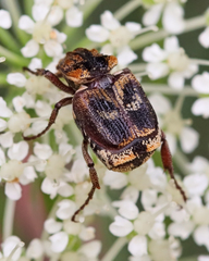 Valgus canaliculatus