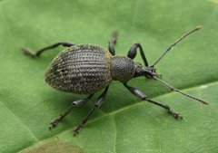 Otiorhynchus pseudonothus