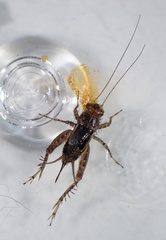 Neonemobius mormonius