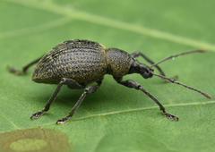 Otiorhynchus pseudonothus