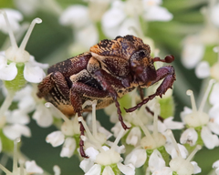 Valgus canaliculatus