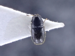 Sulcacis nitidus