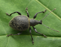 Otiorhynchus pseudonothus