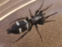 Aphantaulax trifasciata