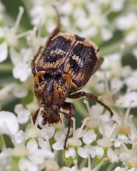 Valgus canaliculatus