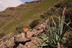 Kniphofia caulescens