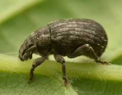 Romualdius scaber