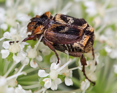 Valgus canaliculatus