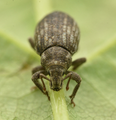Romualdius scaber