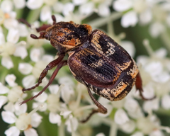 Valgus canaliculatus