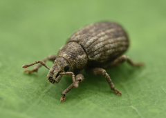 Romualdius scaber
