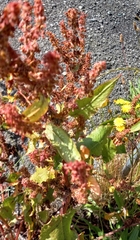 Rumex obtusifolius
