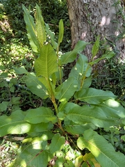 Rumex obtusifolius