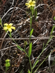 Linum trigynum