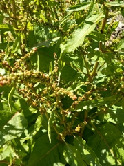 Rumex obtusifolius