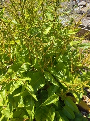 Rumex obtusifolius