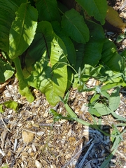 Rumex obtusifolius