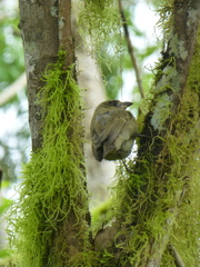 Camarhynchus pallidus