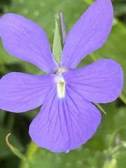 Viola cornuta