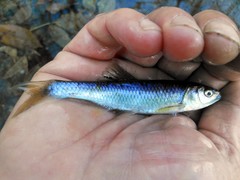 Cyprinella spiloptera