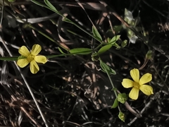 Linum trigynum