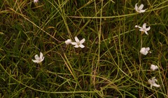 Limosella longiflora