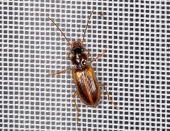 Anthracus consputus