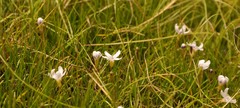 Limosella longiflora