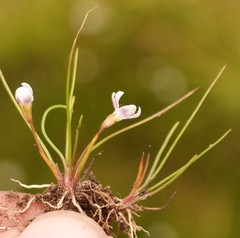 Limosella longiflora