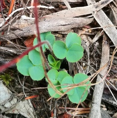 Oxalis imbricata