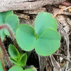 Oxalis imbricata