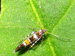 Cosmopterix zieglerella